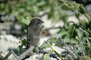 Finch, Sharp-billed, 2004-11045756